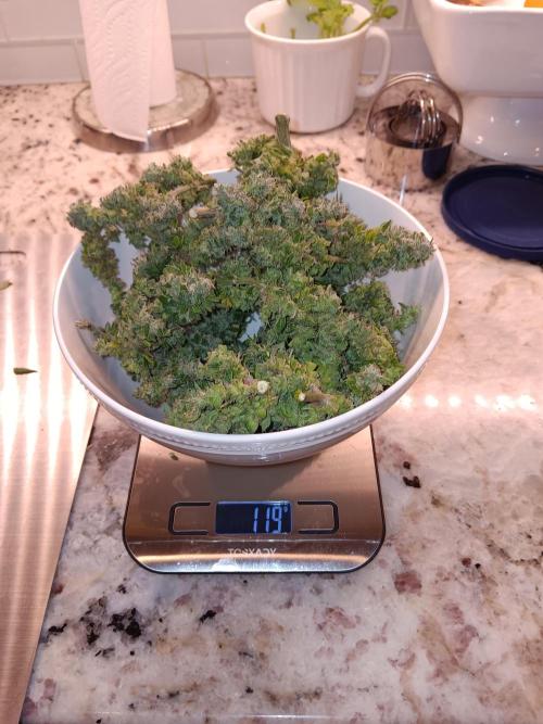 JVK Weedgrow. Week 24