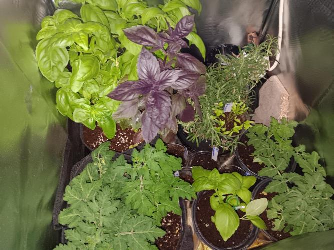 JVK Weedgrow. Week 24