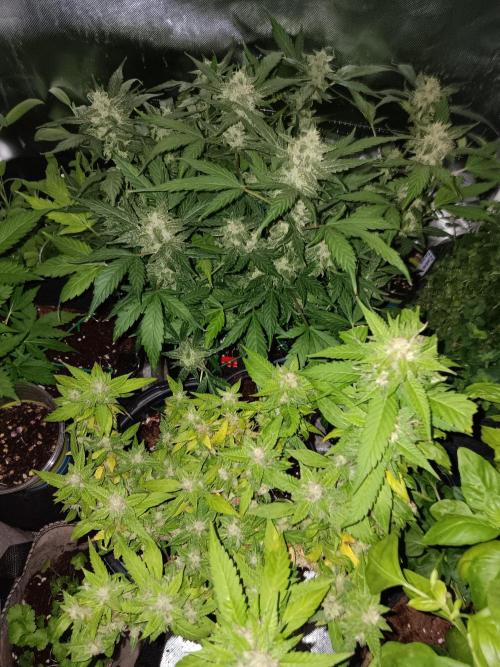 JVK Weedgrow. Week 24