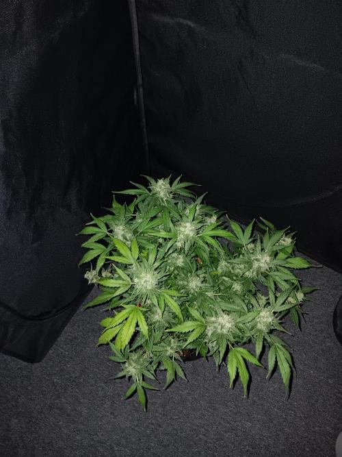 JVK Grow RQS Quickone. Week 11