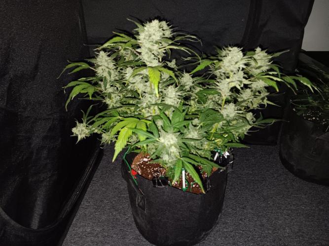 JVK Grow RQS Quickone. Week 11