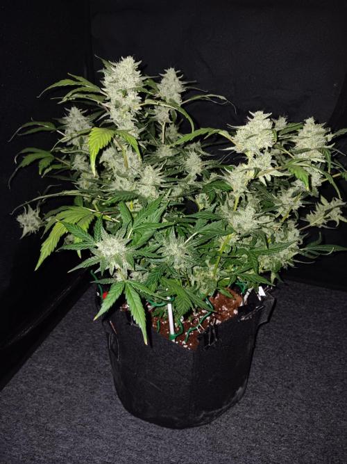 JVK Grow RQS Quickone. Week 11