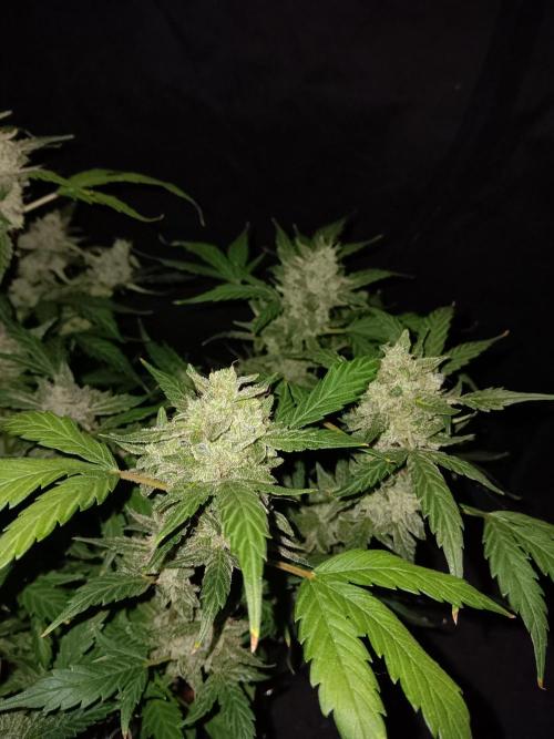 JVK Grow RQS Quickone. Week 11