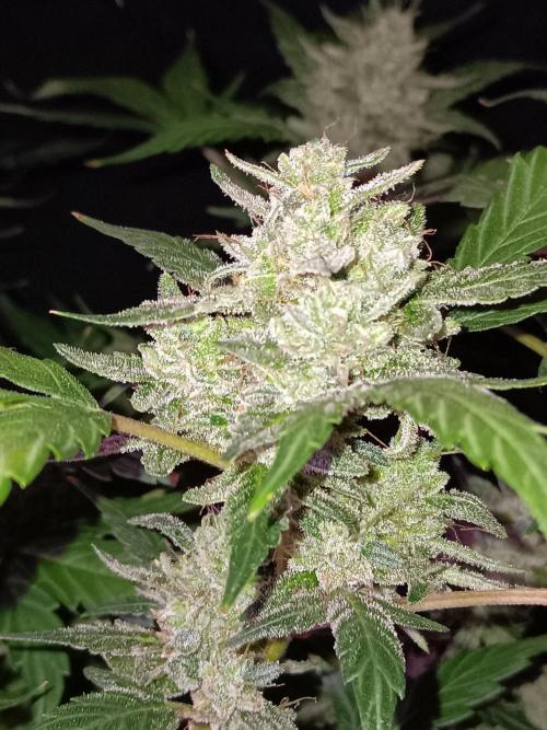 JVK Grow RQS Quickone. Week 11