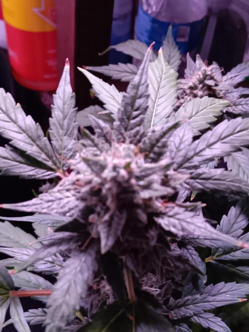 JVK Grow RQS Quickone. Week 11