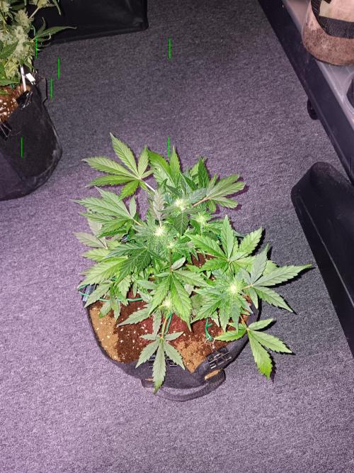 JVK Grow Quickone2. Week 5