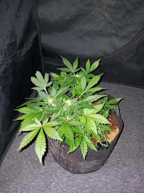 JVK Grow Quickone2. Week 5