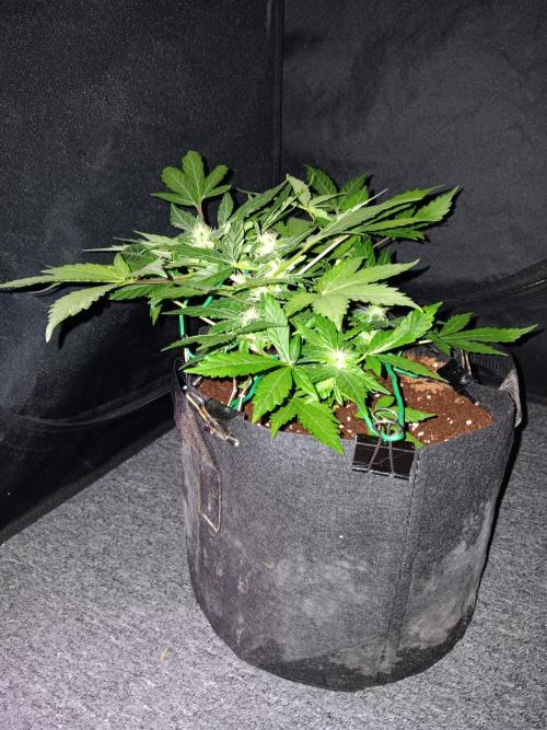 JVK Grow Quickone2. Week 5