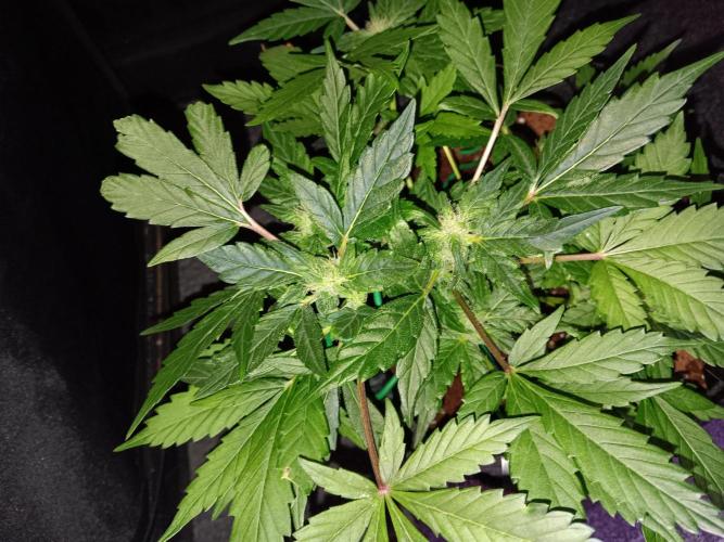 JVK Grow Quickone2. Week 5