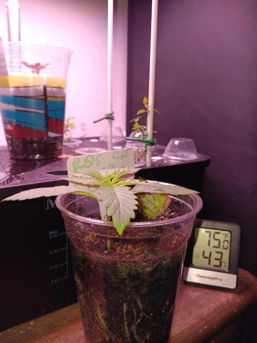 JVK Grow RQS Northern Lights Auto 1. Week 1