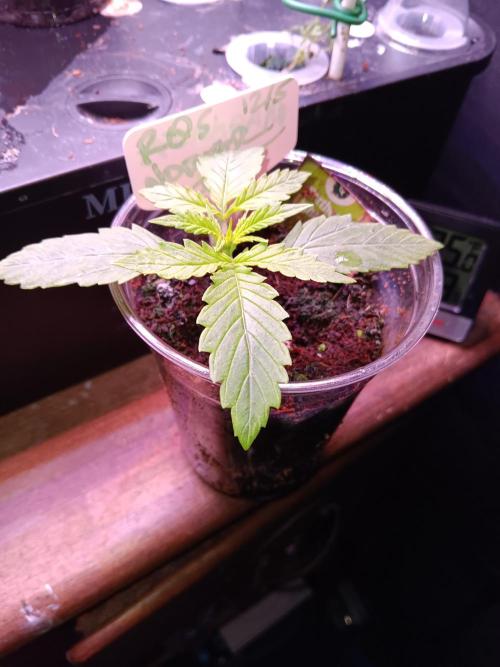 JVK Grow RQS Northern Lights Auto 1. Week 1