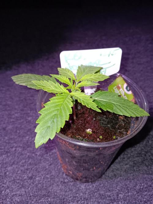 JVK Grow RQS Northern Lights Auto 1. Week 1