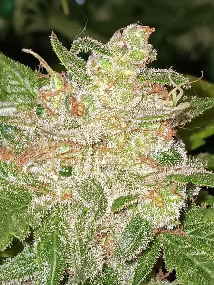 JVK Weedgrow. Week 14