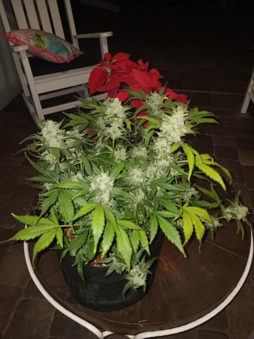 JVK Grow RQS Quickone. Week 13