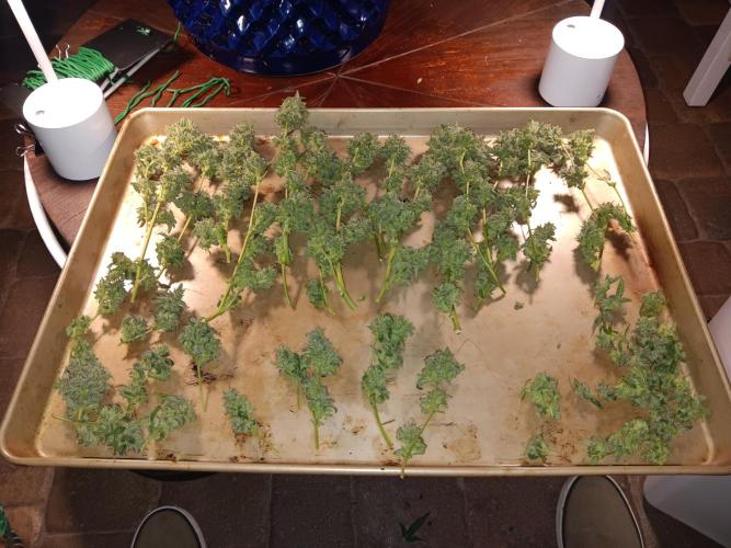 JVK Grow RQS Quickone. Week 13