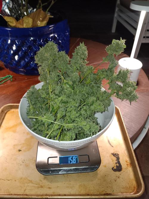 JVK Grow RQS Quickone. Week 13