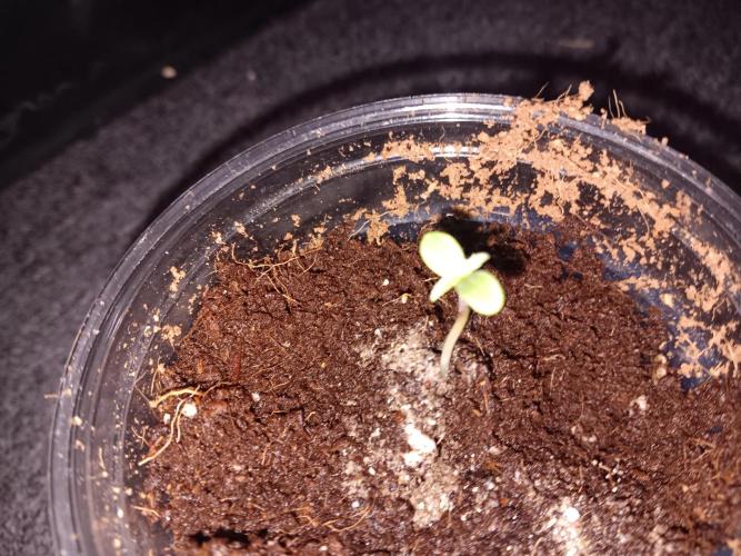 RQS Royal Bluematic Auto 1. Week 0