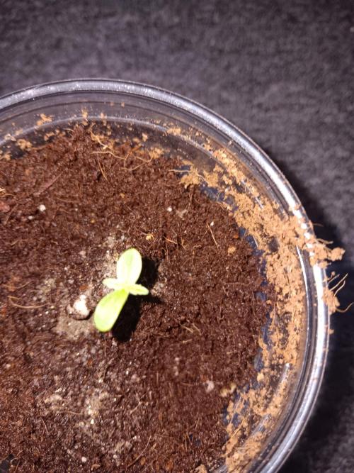 RQS Royal Bluematic Auto 1. Week 0