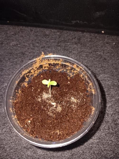 RQS Royal Bluematic Auto 1. Week 0