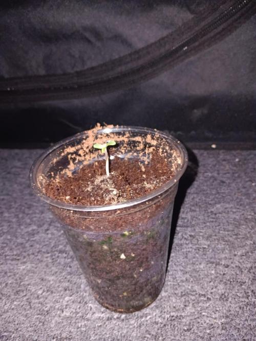 RQS Royal Bluematic Auto 1. Week 0