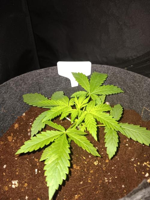 JVK Grow RQS Northern Lights Auto 1. Week 2