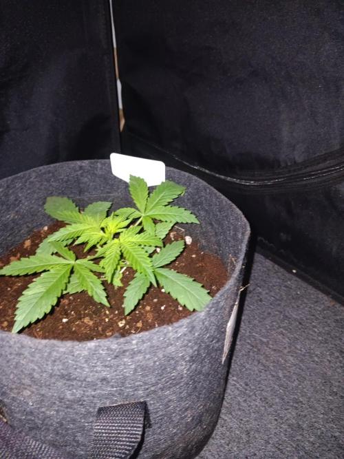 JVK Grow RQS Northern Lights Auto 1. Week 2
