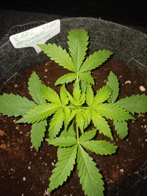 JVK Grow RQS Northern Lights Auto 1. Week 2