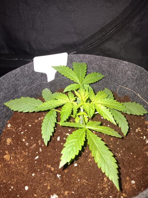 JVK Grow RQS Northern Lights Auto 1. Week 2