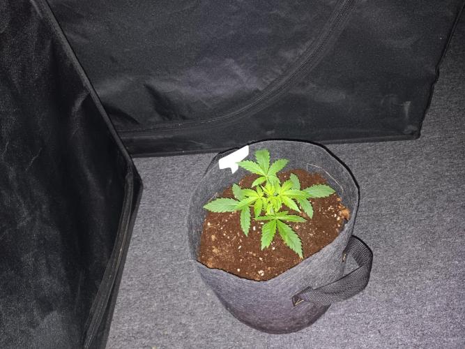 JVK Grow RQS Northern Lights Auto 1. Week 2