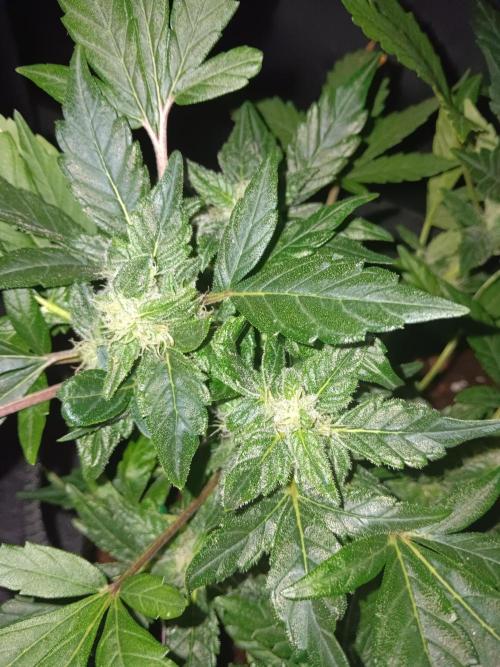 JVK Grow RQS Quickone2. Week 6