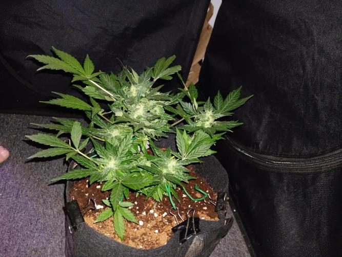 JVK Grow RQS Quickone2. Week 6