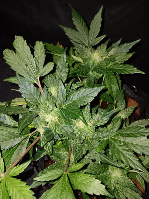 JVK Grow RQS Quickone2. Week 6