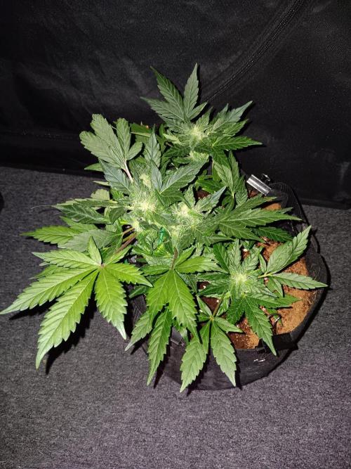JVK Grow RQS Quickone2. Week 6