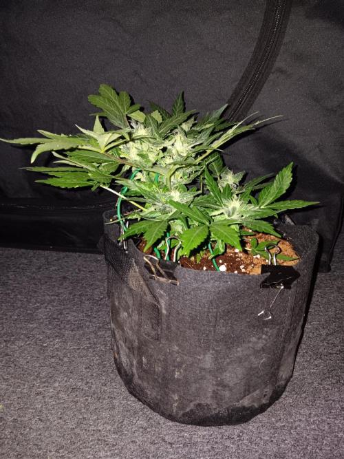 JVK Grow RQS Quickone2. Week 6