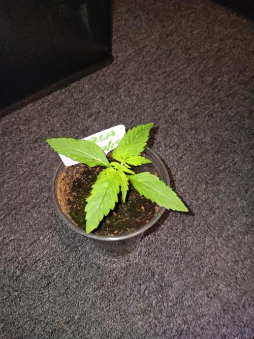 JVK Grow RQS Royal Bluematic Auto 1. Week 1