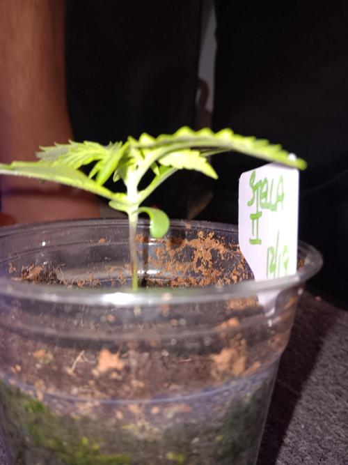 JVK Grow RQS Royal Bluematic Auto 1. Week 1