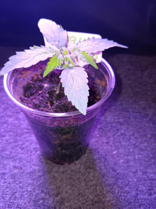 JVK Grow RQS Royal Bluematic Auto 1. Week 1