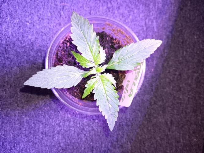 JVK Grow RQS Royal Bluematic Auto 1. Week 1