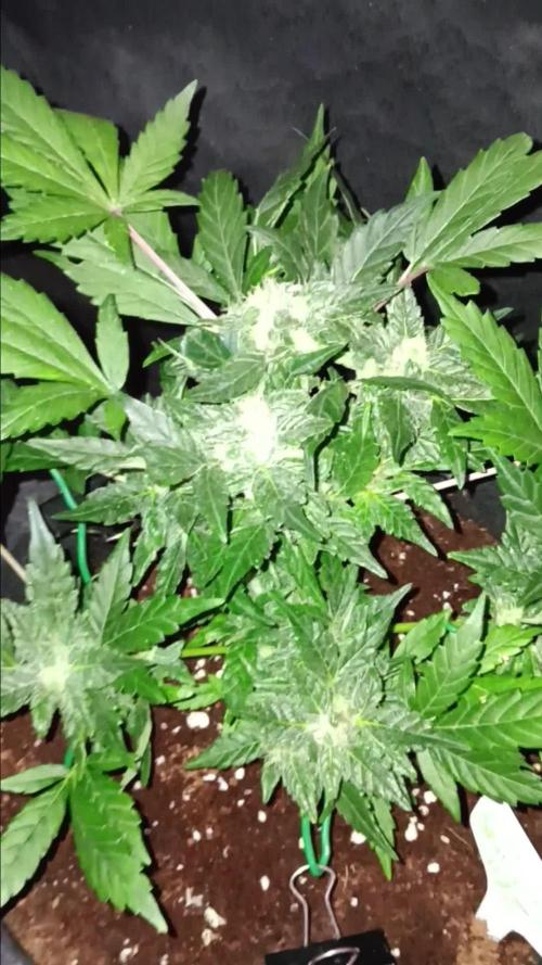 JVK Grow RQS Quickone2