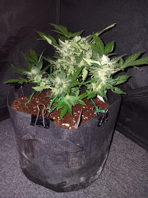 JVK Grow RQS Quickone2. Week 7