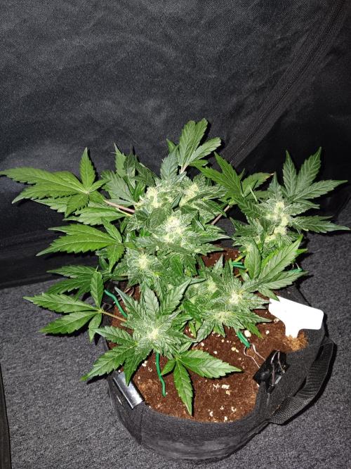 JVK Grow RQS Quickone2. Week 7
