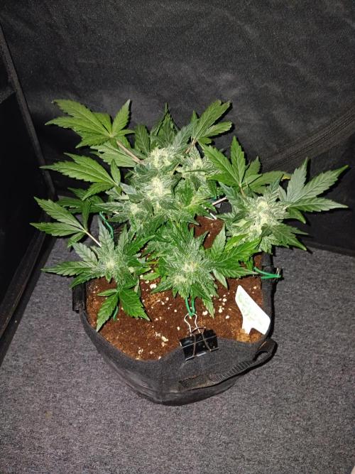 JVK Grow RQS Quickone2. Week 7