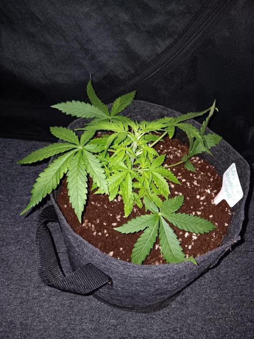 JVK Grow RQS Northern Lights Auto 1. Week 3