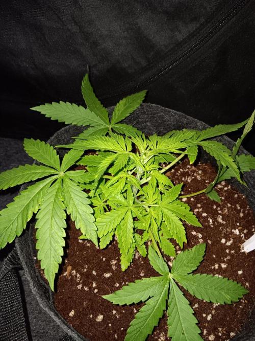 JVK Grow RQS Northern Lights Auto 1. Week 3