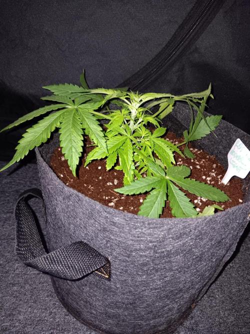 JVK Grow RQS Northern Lights Auto 1. Week 3