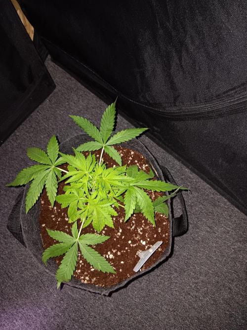 JVK Grow RQS Northern Lights Auto 1. Week 3