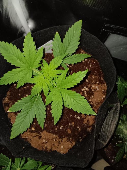 JVK Grow RQS Royal Bluematic Auto 1. Week 2