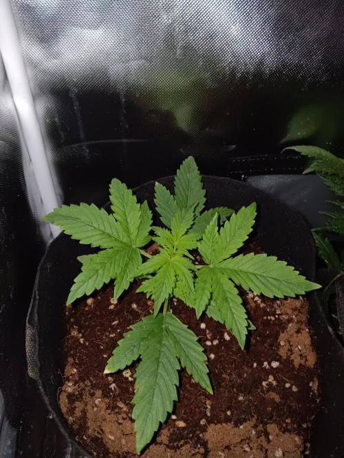 JVK Grow RQS Royal Bluematic Auto 1. Week 2