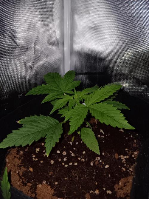 JVK Grow RQS Royal Bluematic Auto 1. Week 2