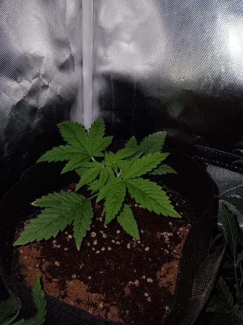 JVK Grow RQS Royal Bluematic Auto 1. Week 2